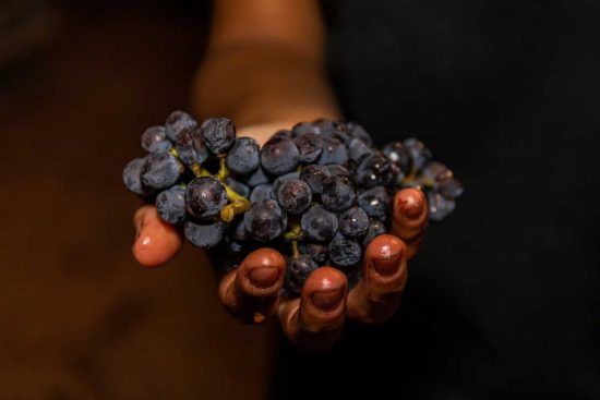L’aleatico, dalla Grecia il vitigno degli Etruschi. La varietà più storica della Tuscia, entra nel 21° secolo!